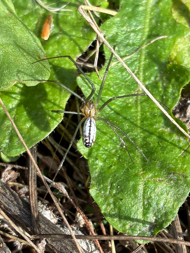 Sierra Dome Spider