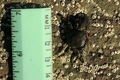 Petrolisthes cinctipes