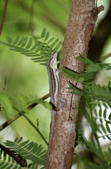 Anolis litoralis