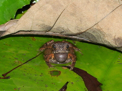 Ingerophrynus biporcatus