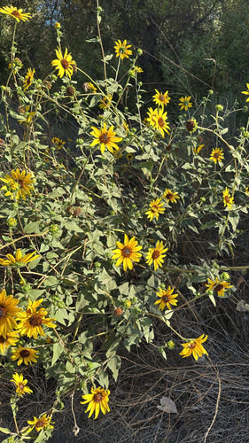 Common Sunflower