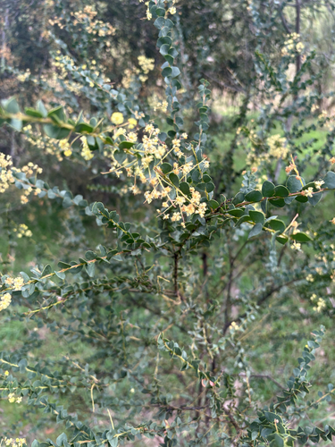 Acacia pravissima observed 2026-09-30
