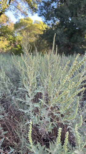 western ragweed