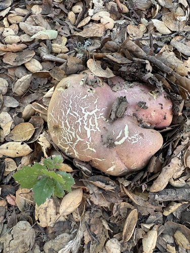 California Satan's Bolete