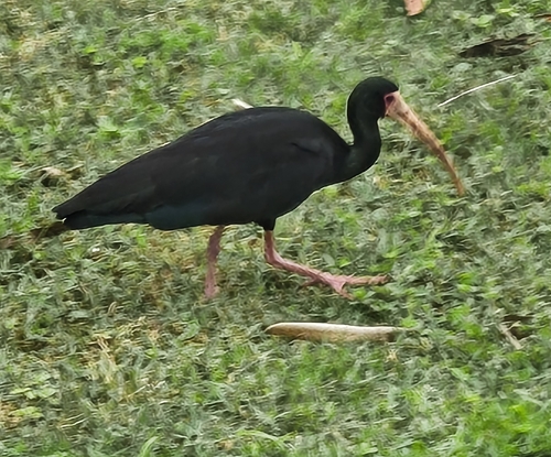 Bare-faced Ibis