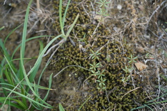 Galium tenuissimum
