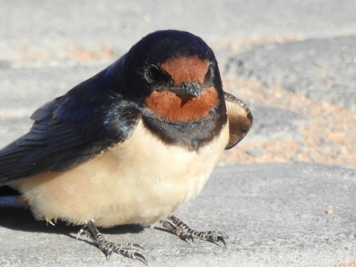 Barn Swallow