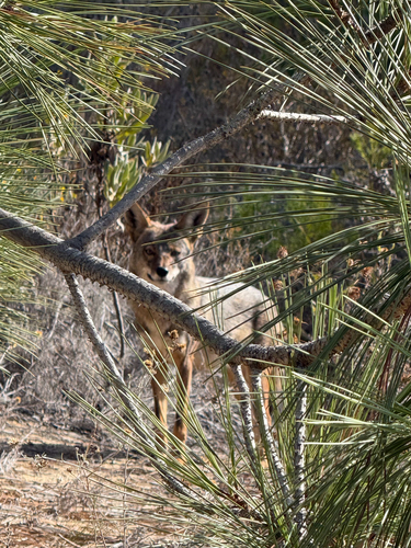 Coyote