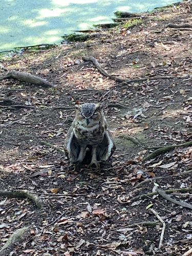 Great Horned Owl