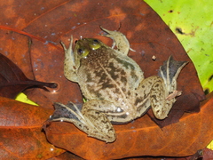 Occidozyga lima