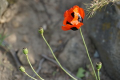 Papaver commutatum