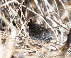 Erebia discoidalis