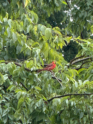 Northern Cardinal