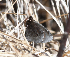 Erebia discoidalis
