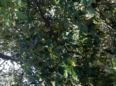 Quercus calophylla