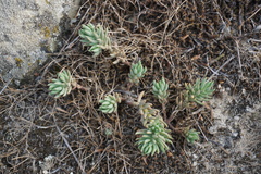 Petrosedum subulatum