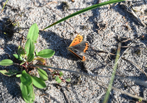 Small Copper