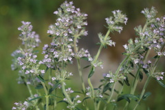 Thymus dimorphus