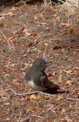 Black Phoebe
