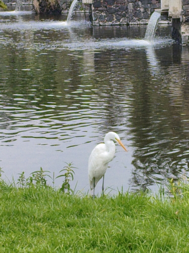 Great Egret