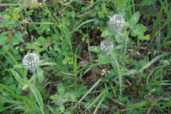 Trifolium diffusum