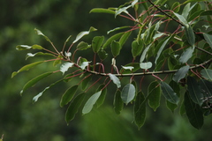 Sapium glandulosum