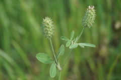 Trifolium phleoides