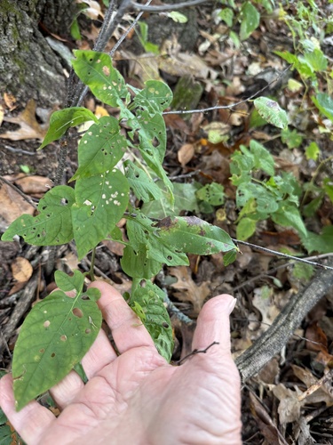 bittersweet nightshade