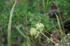 Valerianella turgida