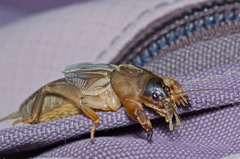 Neocurtilla hexadactyla