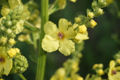 Verbascum pyramidatum