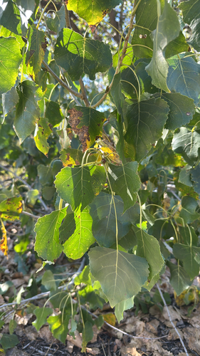 Frémont Cottonwood