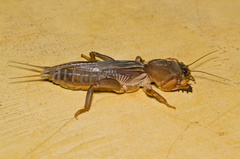 Neocurtilla hexadactyla