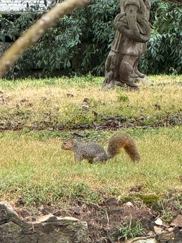 Eastern Fox Squirrel