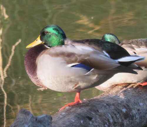 Mallard