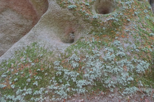 Leucobryum juniperoideum observed 2026-10-01