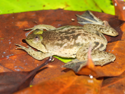 Occidozyga lima