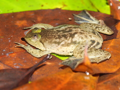 Occidozyga lima