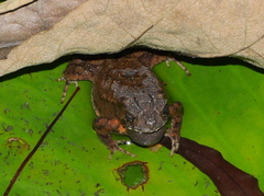 Ingerophrynus biporcatus