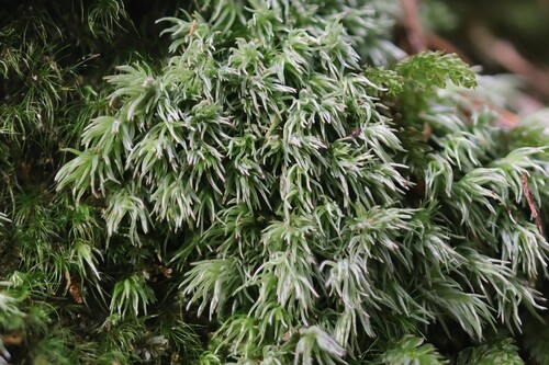 Leucobryum juniperoideum observed 2026-10-01