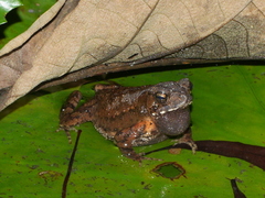Ingerophrynus biporcatus