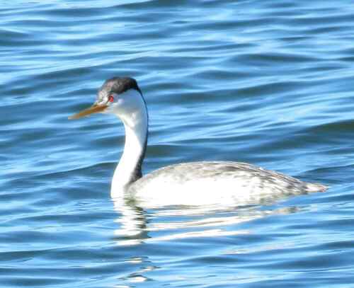 Clark's Grebe