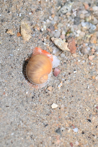 Naticarius onca observed 2026-10-01