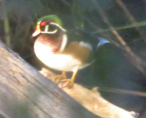 Wood Duck