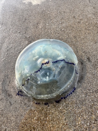 Dustbin-lid Jelly