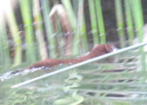 American Mink