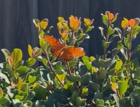 Gulf Fritillary