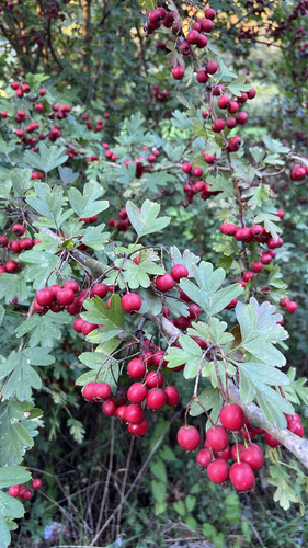 common hawthorn