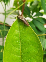 Pyrophorini