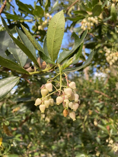 strawberry tree